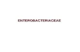 6. enterobacteriaceae