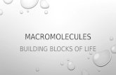 Macromolecules Notes