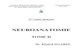 Anatomie neuroanatomie tome ii