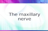 The maxillary nerve