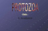 2. protozoa