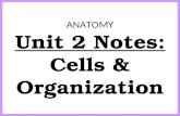 Anatomy unit 2 nervous system cells and organization notes