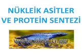 Nükleik asitler ve protein sentezi