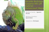 Iguana verde biologia nicolas buitrago quijano jm 901 s