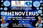 Rhinovirus y Enterovirus