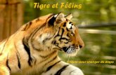 Photos de Tigres et félins