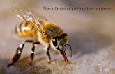 The effects of pesticides on bees