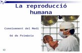 La Reproducció Humana