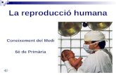 La reproducció humana