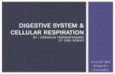 sci access 14th : presentation digestive system & cellular respiration