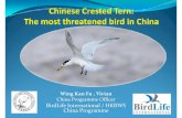 Hzgd15   13 sep 2012 - vivian fu - birdlife international - saving the chinese crested tern