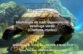 Morfologia do tubo digestório da tartaruga verde