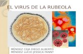 rubeola togavirus