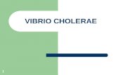 Vibrio Colera
