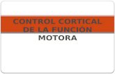 Control cortical de la funcion motora s