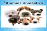 Animals domestics x blog