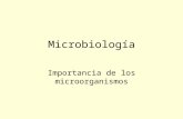 Importancia microorganismos