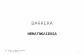 Histología Barrera Alvéolo-Capilar