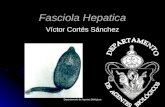 14.  Fasciola hepatica