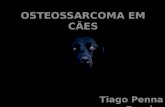Osteossarcoma em cães
