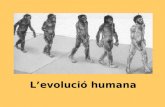 Evolució Humana
