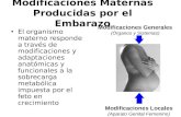 -Modificaciones Maternas