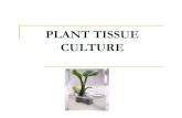 Plant Tissue Culture an Into Duct Ion