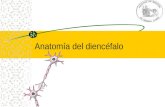 Anatomía Del Diencéfalo (LT) 5