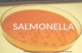 Shigella Y Salmonella