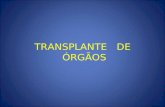 transplante weigth03