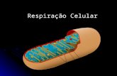 Instrumentação para o ensino em Bioquímica-Respiração Celular
