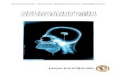 Neuroanatomia (PG)