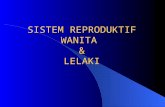 Sistem Reproduktif a(Lelaki&Pompuan)A