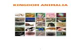 About Kingdom Animalia