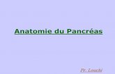 anatomie du pancréas