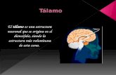El tálamo es Una Estructura Neuronal Que Se Origina