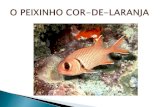 o Peixinho Cor-de-Laranja