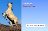 Miologia Cervical