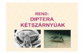 Diptera 2004