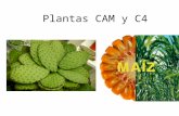 Plantas CAM y C4