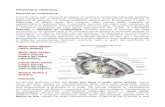 Modulo 1 Fisiologia Cardiaca