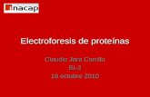 Electroforesis de proteínas