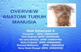 Overview Anatomi Tubuh Manusia