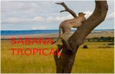 Sabana Tropical Expo