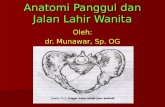 Anatomi Jalan Lahir (Dr. Munawar)