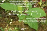 Cultura da teca (Tectona grandis L)