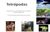 Tetrapodes PDF