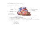 Anatomi Sistem Cardiovasculer