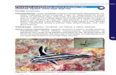 Guia Para Identificacao de Peixes Ornamentais Marinhos Brasileiros IBAMA Volume 2