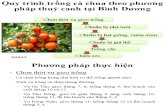 Quy trình trồng cà chua theo phương pháp thuỷ canh